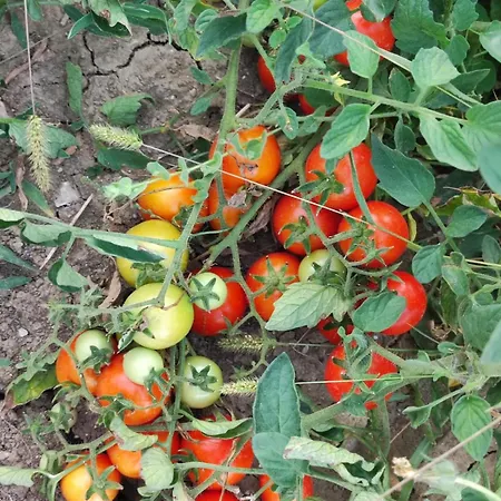La Terrazza Delle Noci - Agrituristico *