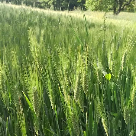 La Terrazza Delle Noci - Agrituristico